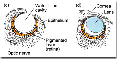 Eine primitive Darstellung der tatsächlichen Organe